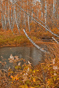 秋季河天线苔藓太阳溪流山脉橙子蓝色公园场景荒野图片