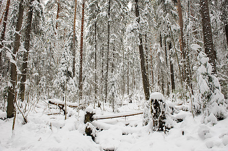 意外的果实保险天气木头碎片苔藓森林防风林风暴横财环境图片