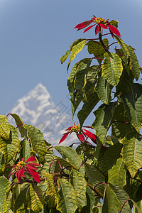 南山顶和Annapurna首脑冰川远足季节冒险顶峰假期旅行岩石天空图片