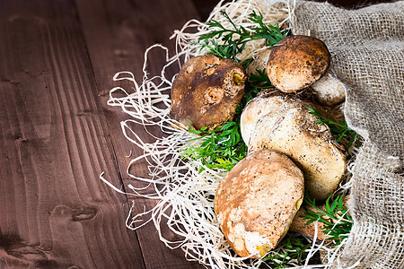波西尼蘑菇饮食木头植物荒野木板森林菌类蔬菜美食团体图片