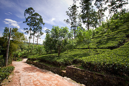 斯里兰卡茶叶种植园地貌草原旅行栽培高地叶子农场植物爬坡阳台季节图片