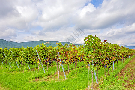 长列葡萄 有城堡汉巴赫施洛斯蓝色农村树叶国家生产栽培旅游农田藤蔓植物图片