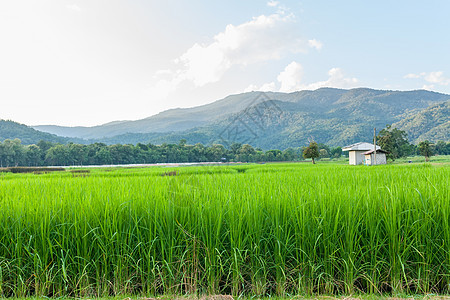 绿草蓝云云云和山地c 大米田风景食物农田稻田蓝色地平线草地收成天空粮食图片