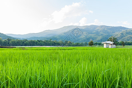 绿草蓝云云云和山地c 大米田食物国家环境植物季节农村农田风景收成场地图片