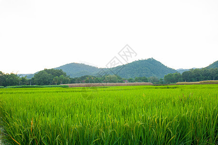 绿草蓝云云云和山地c 大米田生长场地叶子季节地平线天空植物粮食农场食物图片