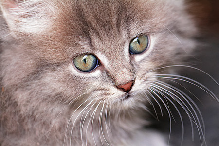 可爱的小猫孩子野生动物头发食肉毛皮哺乳动物猫咪微笑眼睛猫科动物图片