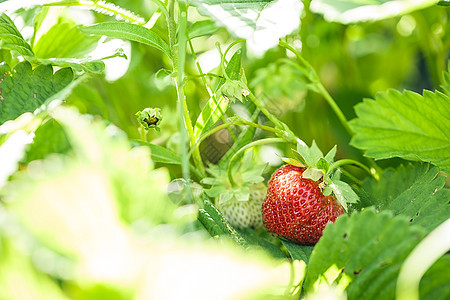 水果园里的草莓衬套树叶饮食食物季节花园收成甜点农业场地图片