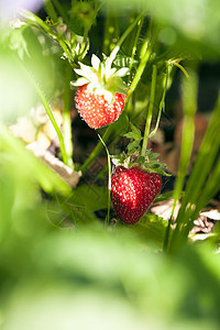 水果园里的草莓植物食物浆果场地叶子收成水果饮食荒野宏观图片