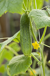 黄瓜植物蔬菜宏观树苗食物叶子绿色幼苗黄色图片