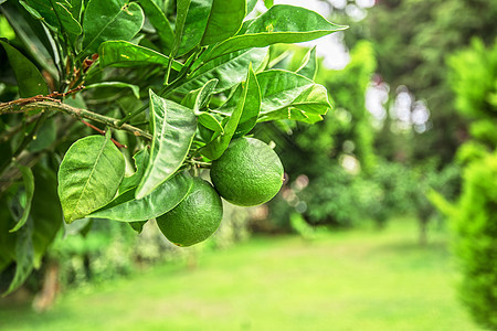 利梅树果食物柠檬农场水果农业植物橙子热带果园生长图片
