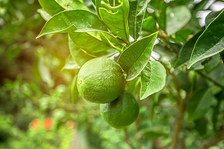 利梅树果花园柠檬果汁青柠钥匙热带农场水果树木收成图片