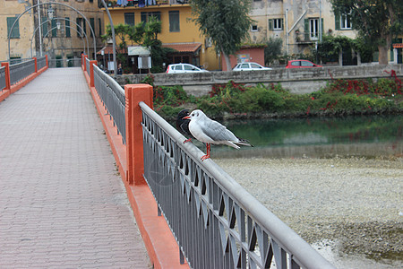 海鸥和鸽子在桥上图片