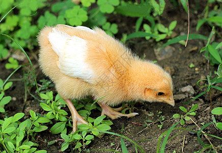 一个小妞在地上寻找食物的景象生物新生小鸡生存宠物动物公鸡家禽翅膀农场图片