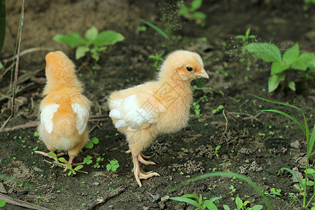 一个小妞在地上寻找食物的景象宠物生存生活公鸡母鸡家禽新生动物婴儿羽毛图片