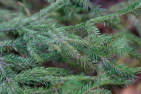 Spruce 树特写植物枞树森林节日松树植物群假期背景问候新年图片