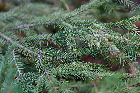 Spruce 树特写贺卡假期松树节日新年植物群背景叶子传统问候图片