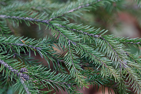 Spruce 树特写传统晚会新年装饰背景植物群植物问候节日松树图片