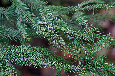 Spruce 树特写松树传统植物贺卡假期森林背景植物群节日新年图片