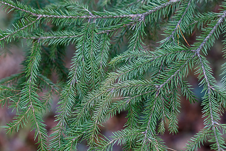 Spruce 树特写节日新年松树贺卡晚会植物装饰背景叶子问候图片