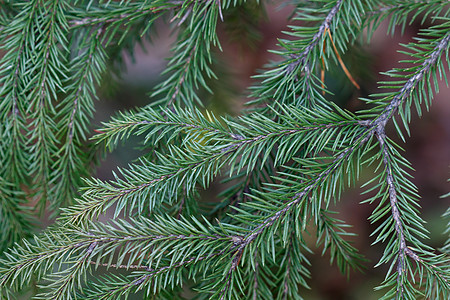 Spruce 树特写背景植物群森林叶子植物松树枞树装饰问候贺卡图片