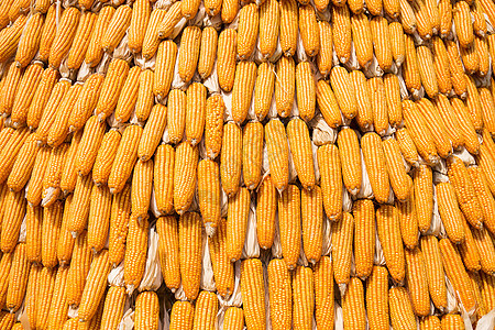 成熟玉米 生玉米 新鲜玉米 玉米背景植物棒子场地燃料哺乳动物黄色谷物文化动物收成图片