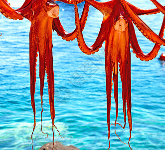 日晒中的章鱼干燥 欧洲葡萄糖桑托里尼和光团体市场小吃用餐座位餐厅烘干海洋鱿鱼晴天图片