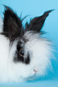长头发兔子装饰肖像图片