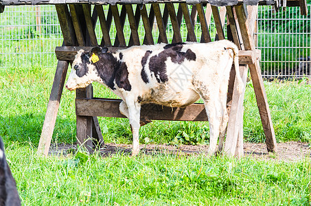 黑牛和白牛农场草地奶牛牛奶谷仓牛肉场地婴儿饲料新生图片