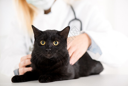 兽医检查家用小猫黑色测试考试职业老兵医疗药品动物专用医药图片