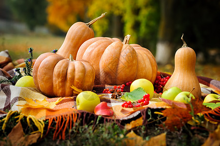 秋天感恩与南瓜共生黄色收成季节野餐格子地面橙子背景毯子浆果图片
