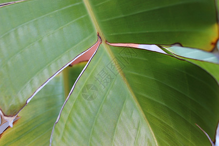 香蕉叶环境生长森林墙纸叶子宏观植物群花园热带植物图片