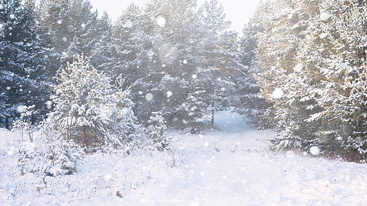 冬季风景问候场景下雪新年松树装饰贺卡枞树云杉雪花图片