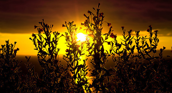 花朵的落夕阳图片