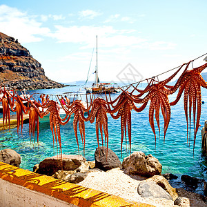 日晒中的章鱼干燥 欧洲葡萄糖桑托里尼和光饮食餐厅用餐阳光身体假期美味烘干海洋晴天图片