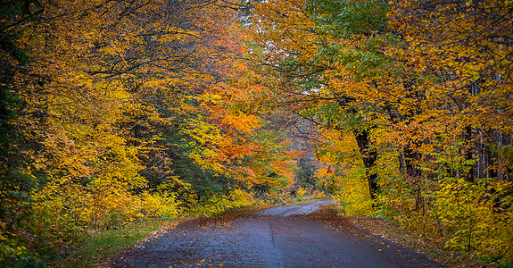 秋天后叶色在县公路上变换黄色树叶树木枫树橙子季节照明森林资源荒野图片