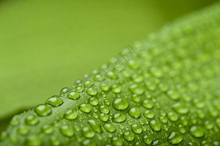 绿色植物叶子上的水滴雨滴飞沫液体植物植物群生态环境气泡墙纸宏观图片