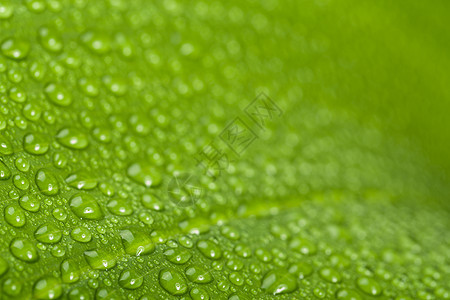 绿色植物叶子上的水滴气泡植物环境雨滴飞沫液体墙纸宏观生态植物群图片