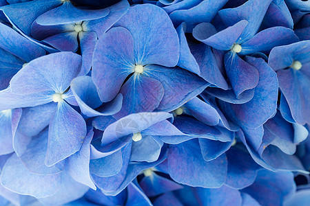 蓝花花淡紫色绿色紫丁香植物学叶子植物花朵蓝色大叶花瓣图片