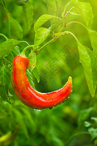 在花园中土生土生的有机红辣椒蔬菜红色植物农业晴天食物农场植被收成辣椒图片