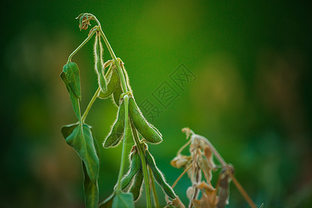 实地的豆类作物生长植物食物农业场地工业耀斑豆荚树叶遗传图片