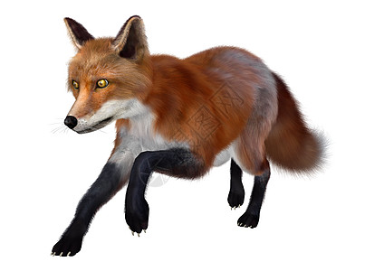 红狐狸尾巴哺乳动物跑步荒野红色食肉捕食者白色猎人橙子图片