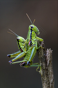两只有性欲的绿色衬套黑色小枝爪子红色枝条线条昆虫棕色图片