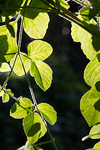 有阳光的绿树叶生长黄色绿色太阳植物阴影图片