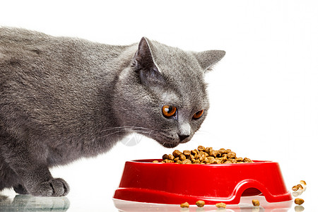 灰猫从碗里吃东西 孤立在白色上爪子工作室乐趣饮食动物猫科盘子晶须小猫猫咪图片