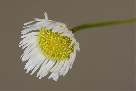 黄色白菊花的宏阴影叶子花粉花园菝葜宏观国歌毛发雌蕊荒野图片