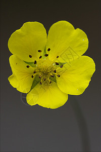 特写黄色黄宝石的宏 城市玫瑰孕期宏观叶子花瓣花园荒野雌蕊花粉三叶草点状图片