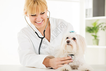 在兽医院宠物女士护士办公室微笑兽医水平动物诊所白色图片