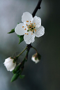祖尔米夫利尤斯阿尔文西丹参水仙荒野诗篇花瓣阴影花园榆叶钩子叶子图片