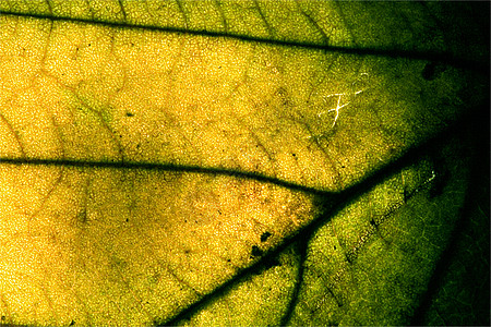 血管背景白色阴影花园棕色绿色静脉宏观黑色图片