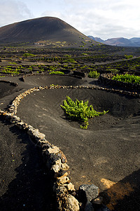 种植长谷葡萄作物荒野旅行热带栽培工作石头植物火山天空酒厂图片